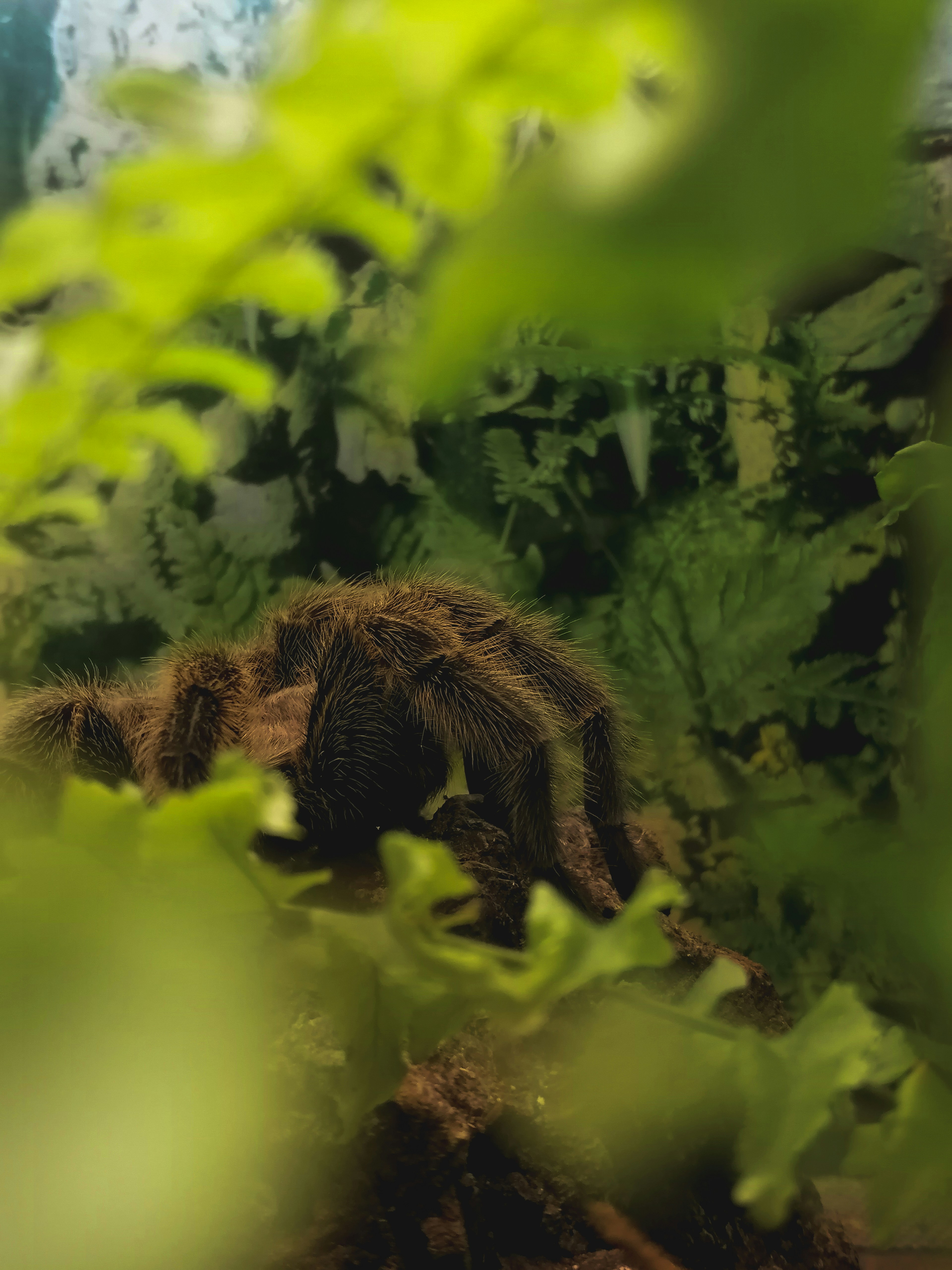 Old World Tarantulas