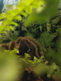 A delicate new world tarantula resting on a smooth stone under soft, warm lighting.