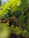 Close-up of a vibrant old world tarantula perched on a natural wood branch inside a lush terrarium.