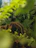 Close-up of a vibrant old world tarantula perched on a natural wood branch inside a lush terrarium.