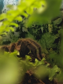A large tarantula sits on a piece of wood, surrounded by lush green ferns. The setting has a natural, forest-like appearance with soft lighting filtering through the leaves.