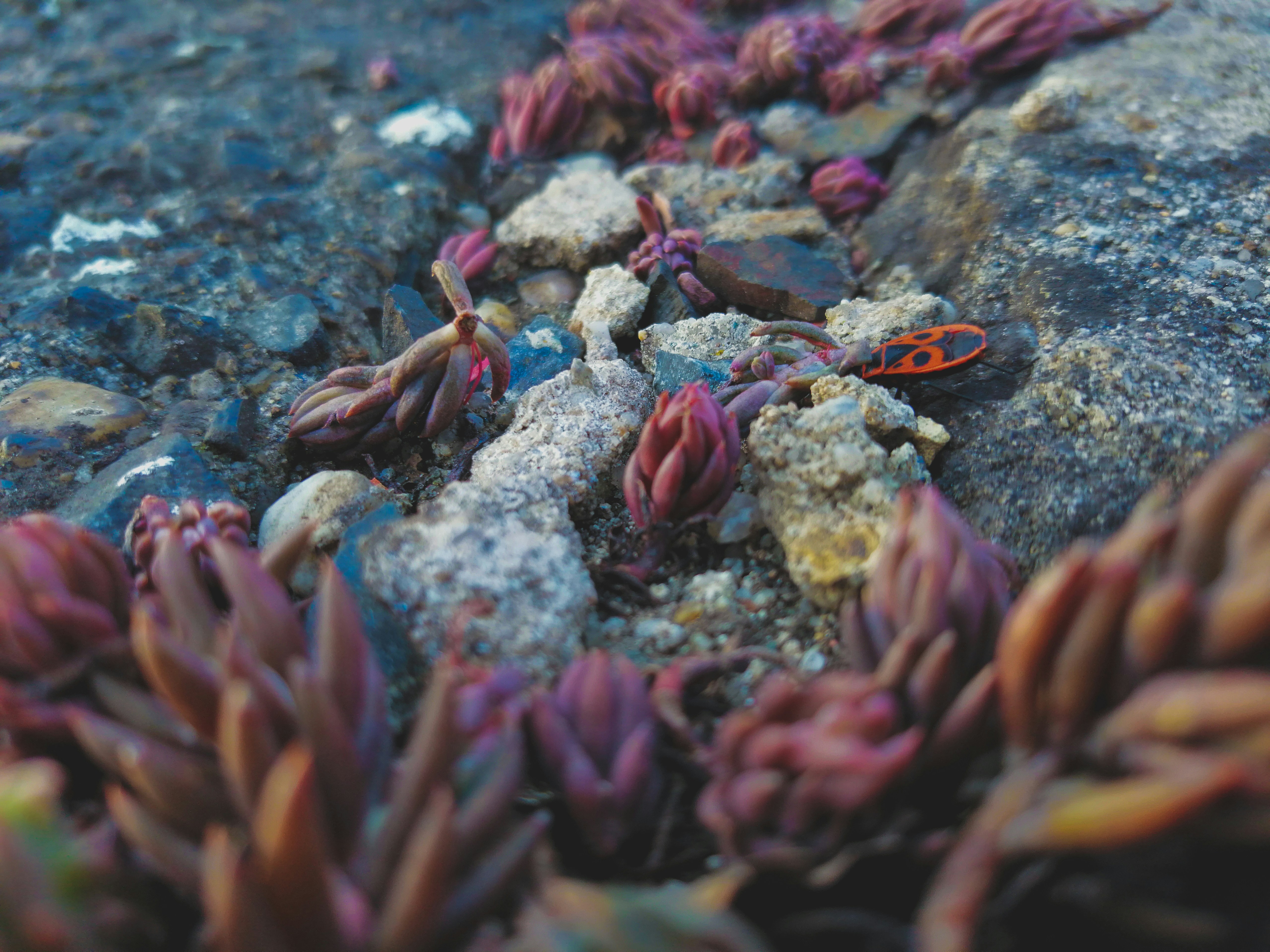 a group of fish swimming in the ocean