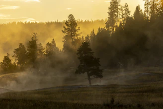 Moody cinematic image of a man standing at dawn in a misty forest, golden light softly illuminating his silhouette.