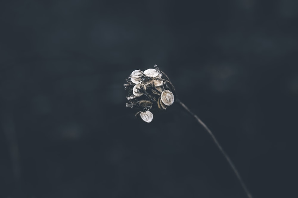 a close-up of a bee