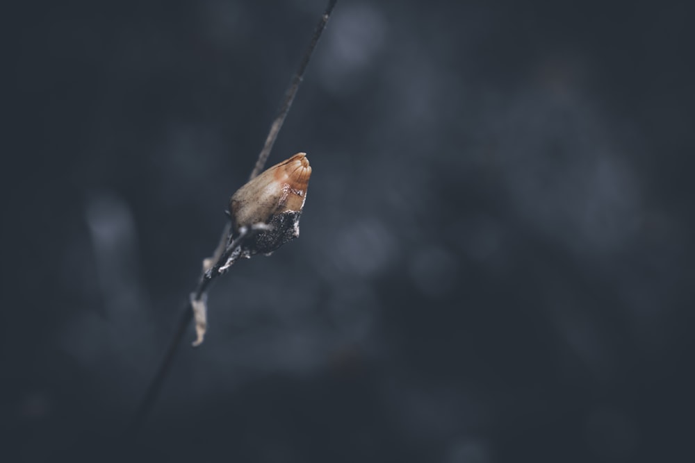 a frog on a branch