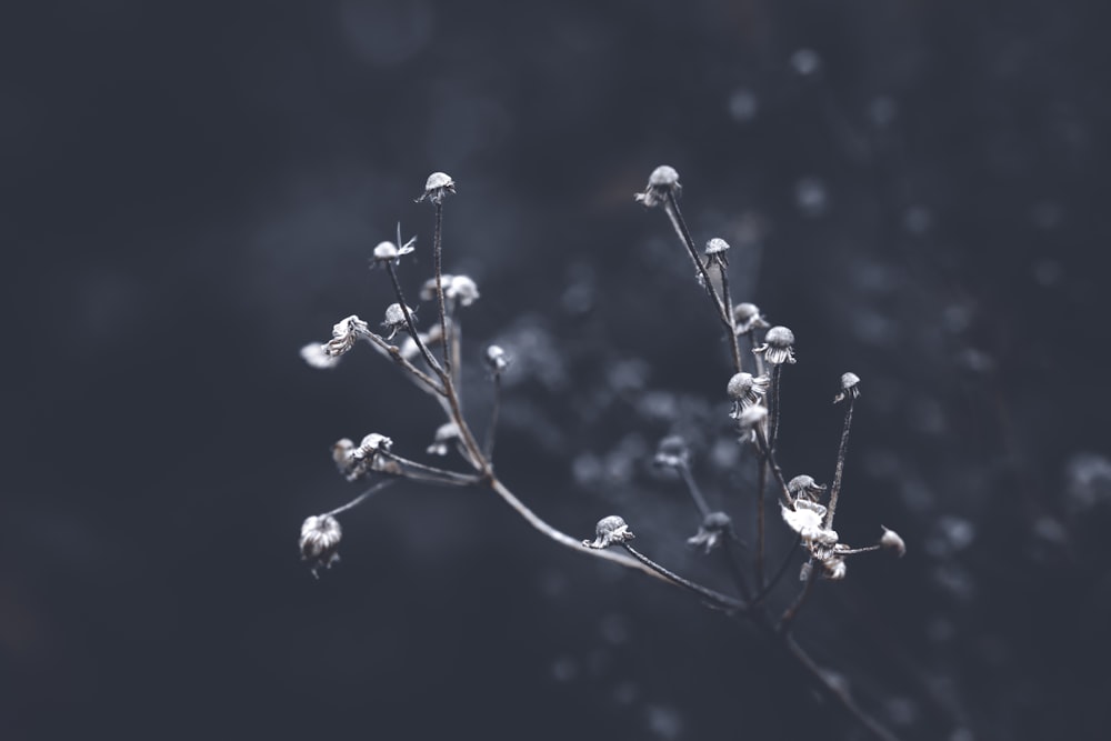 a close-up of a plant