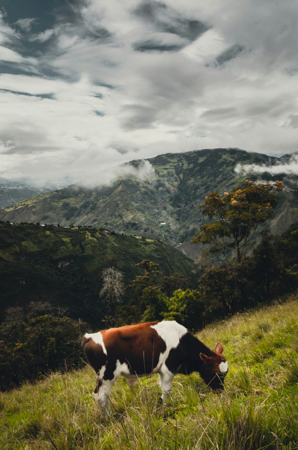 Una vaca pastando en un prado