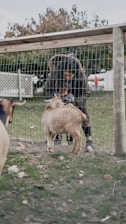 a person in a garment holding a baby goat
