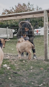 a person in a garment holding a baby goat