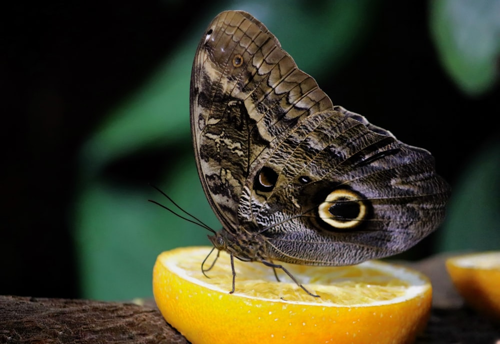 a butterfly on a fruit