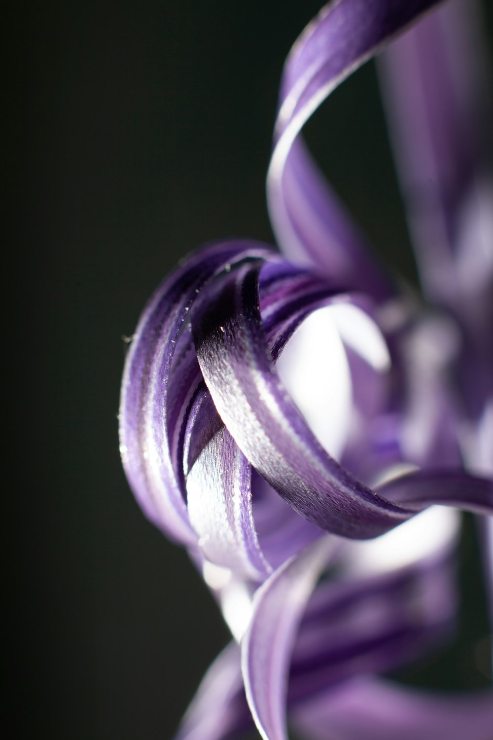 a close up of a purple flower