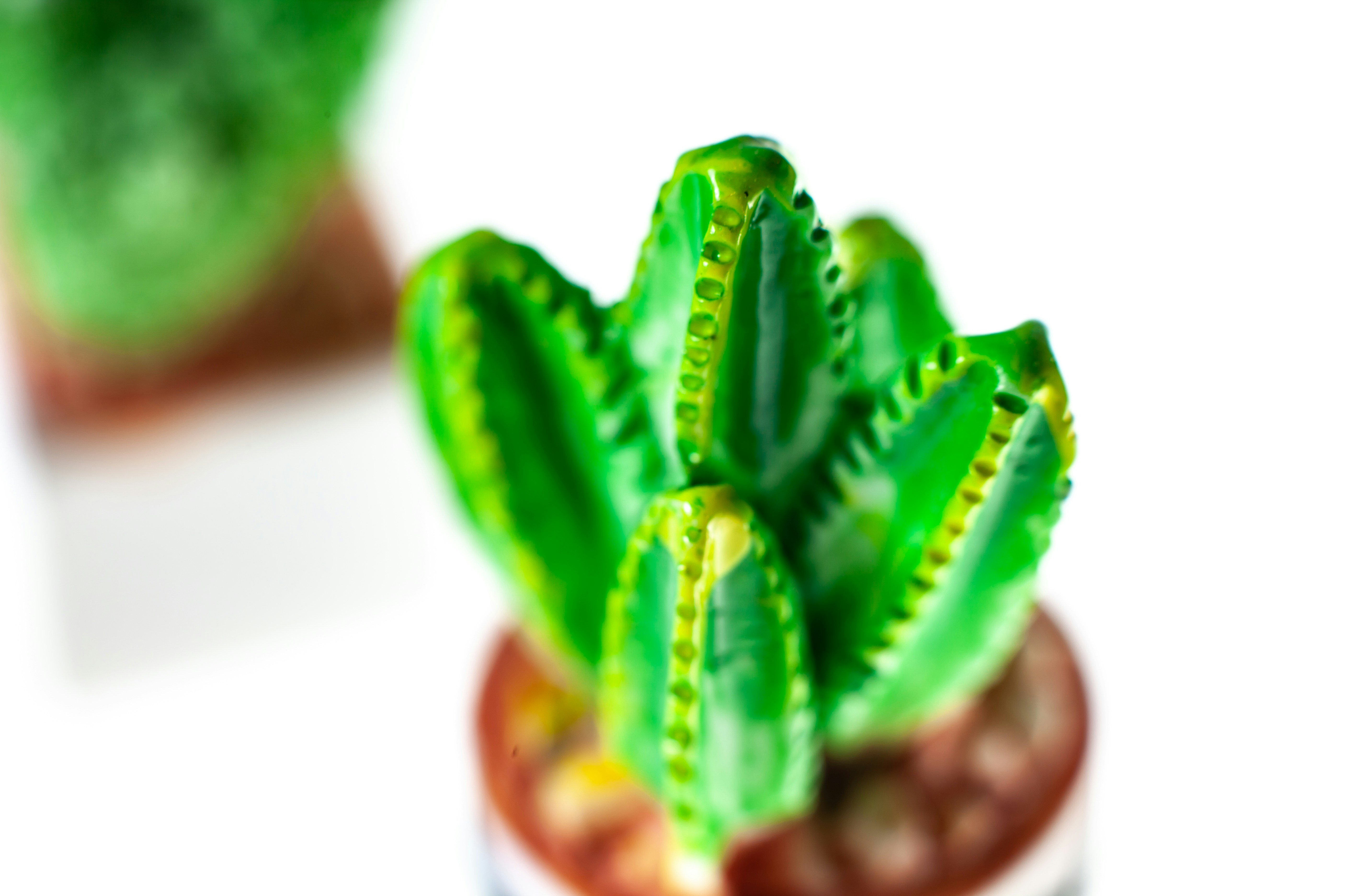 a green cactus in a pot