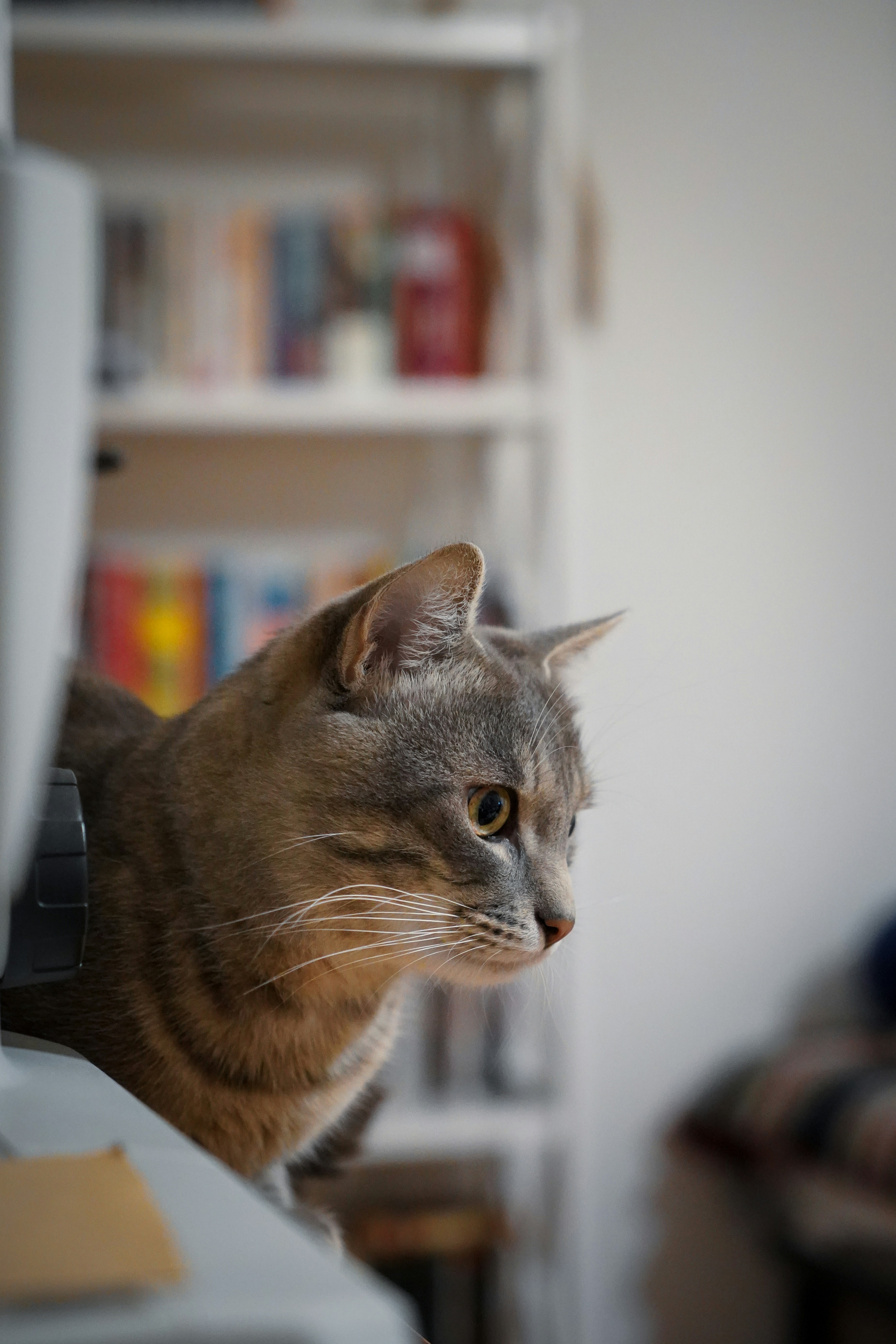 a cat sitting on a table