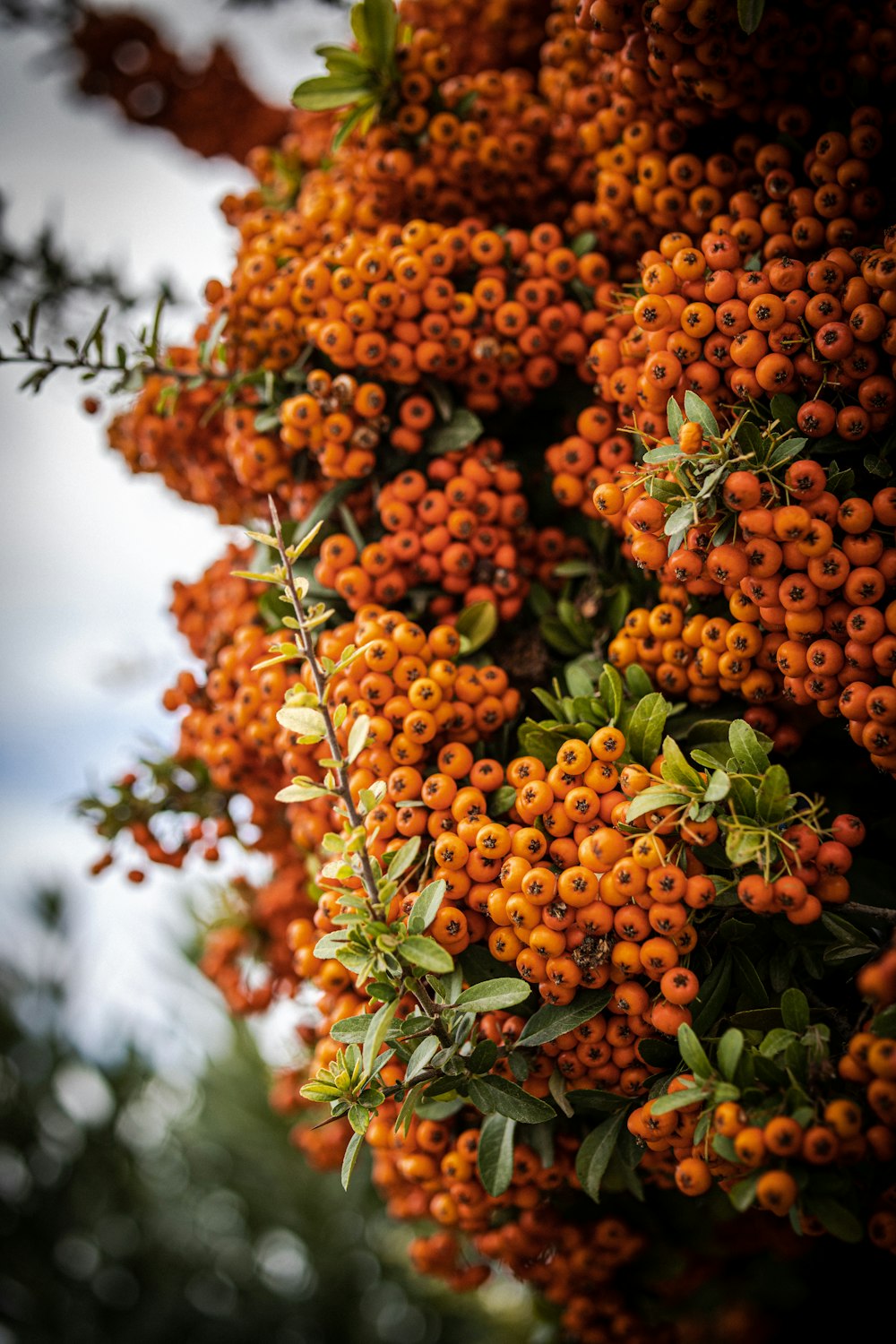 a close-up of a tree with berries