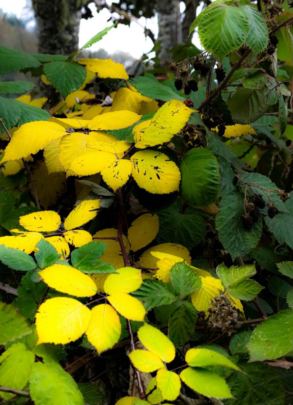 a group of yellow flowers