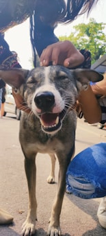 A happy dog with its eyes closed stands on a sunny street while being petted by two people. The dog's mouth is open in a broad smile, and it's enjoying the attention. The scene includes the hands of the people reaching down to pet the dog, and part of a person wearing blue ripped jeans is visible.