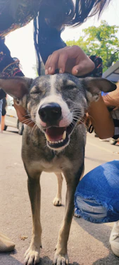 A warm scene of volunteers feeding and caring for happy street dogs and cats.