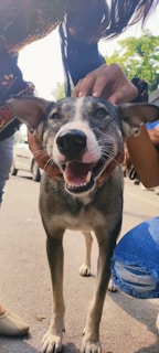 A joyful family waving goodbye to their healthy pet as the Vetmóvil Chile vehicle drives away in the neighborhood.