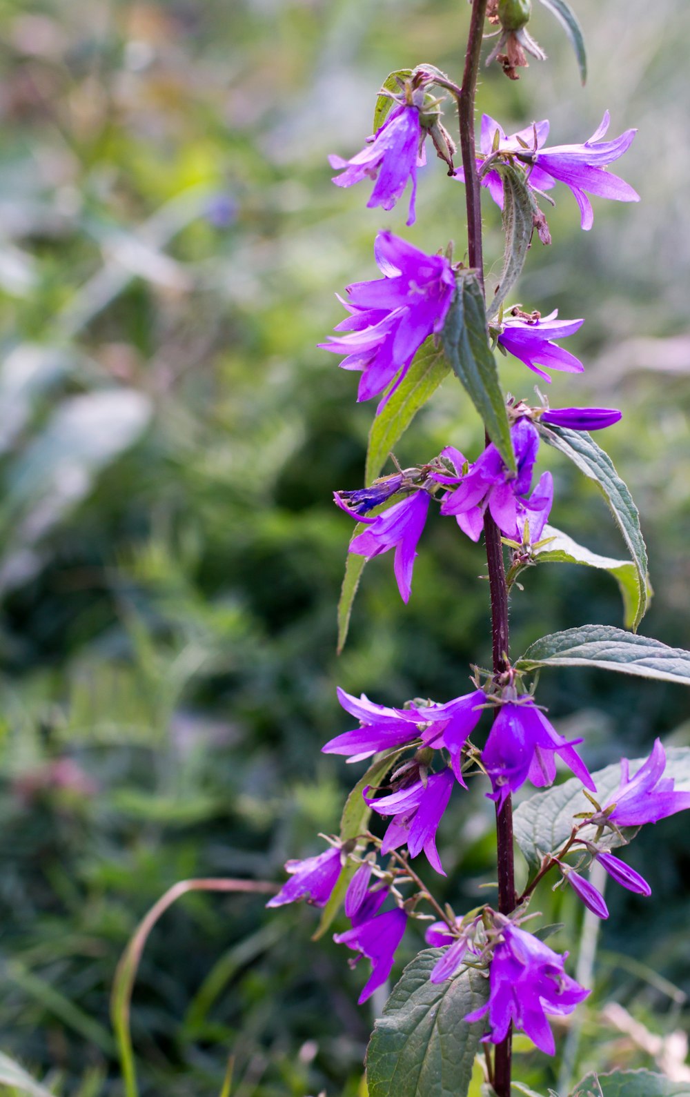 purple flowers on a plant