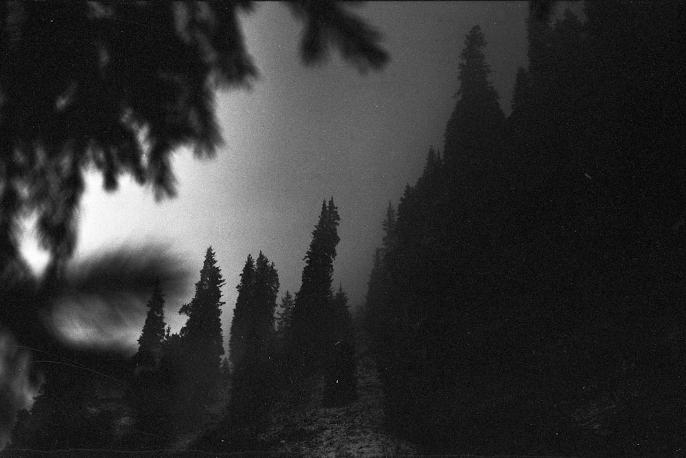 a black and white photo of trees