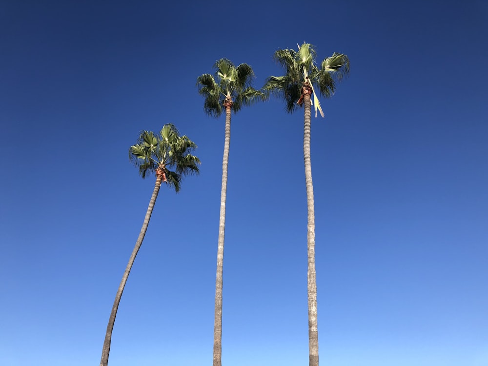 um grupo de palmeiras
