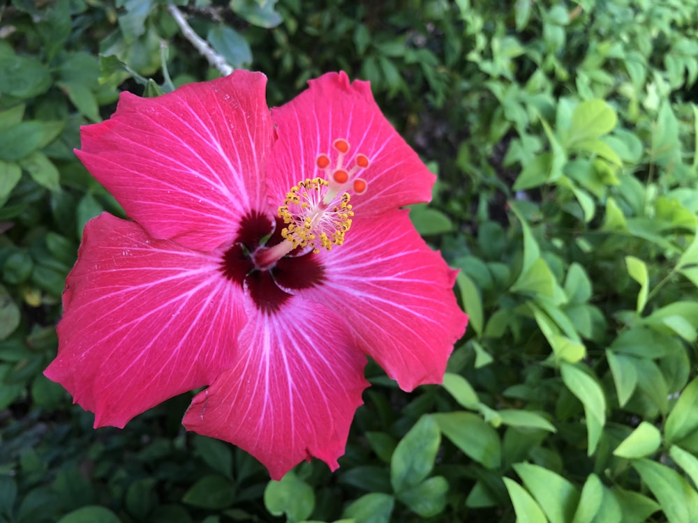 a pink flower with green leaves