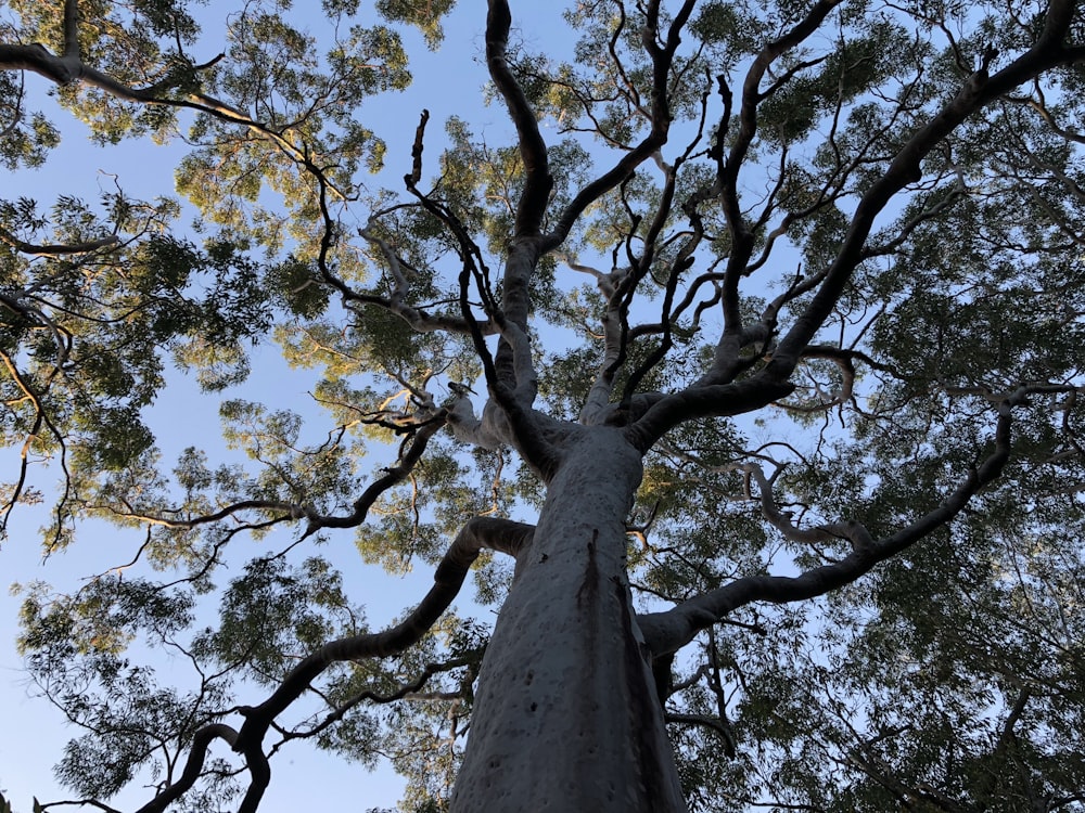 a tree with many branches