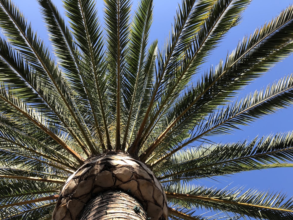 a palm tree with a dome