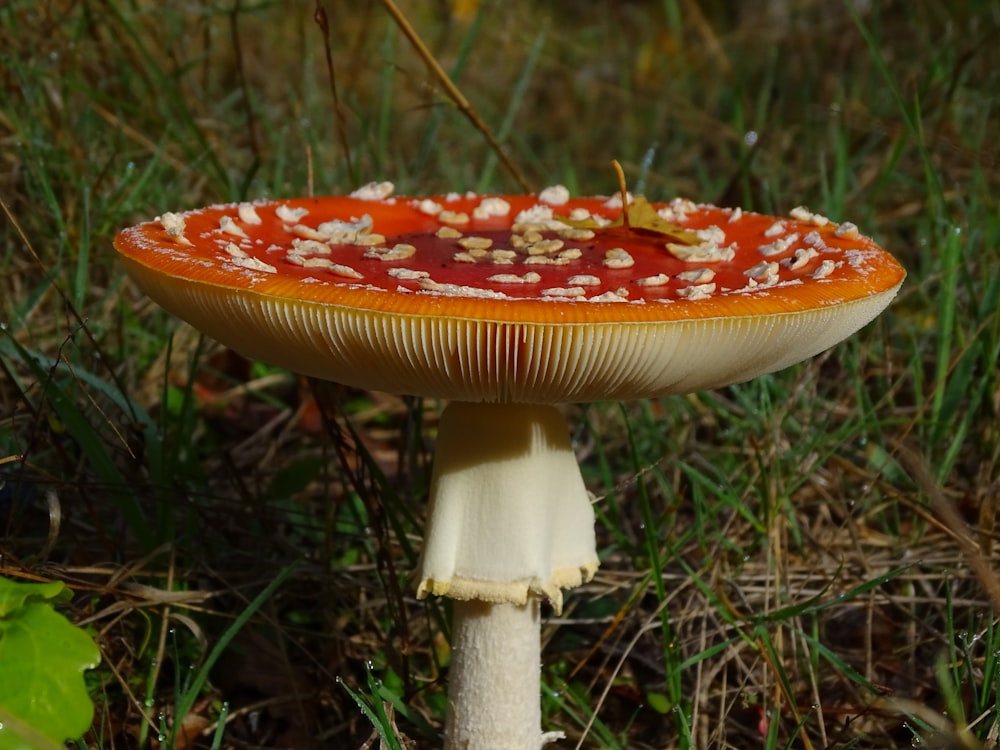 a mushroom with red spots