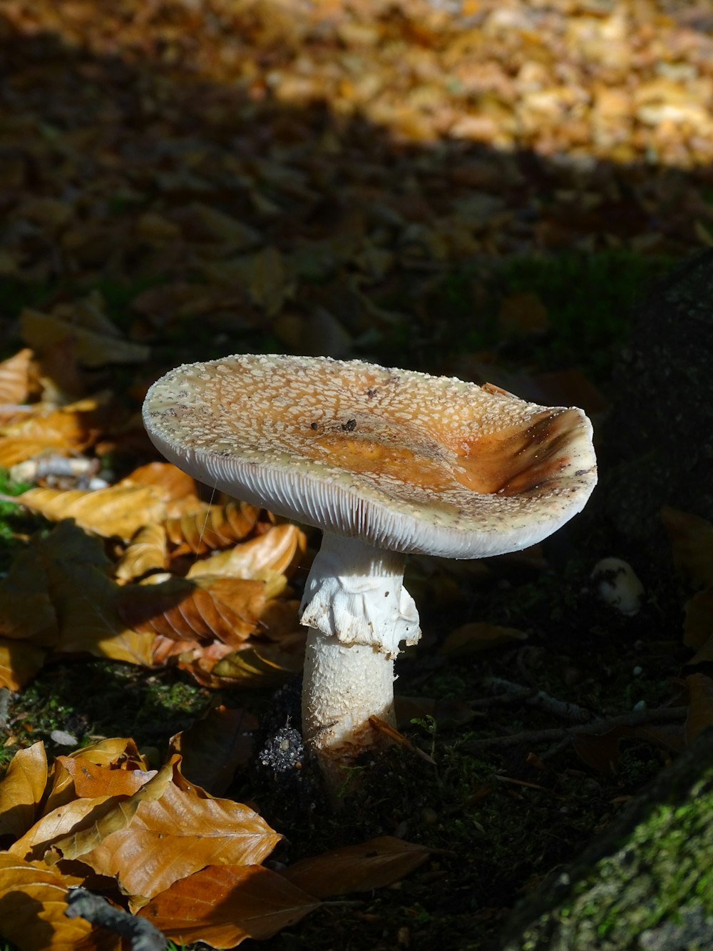 a white mushroom growing in the ground
