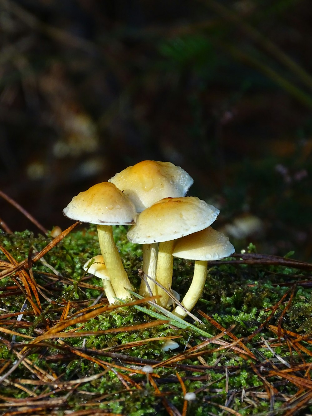 a group of mushrooms