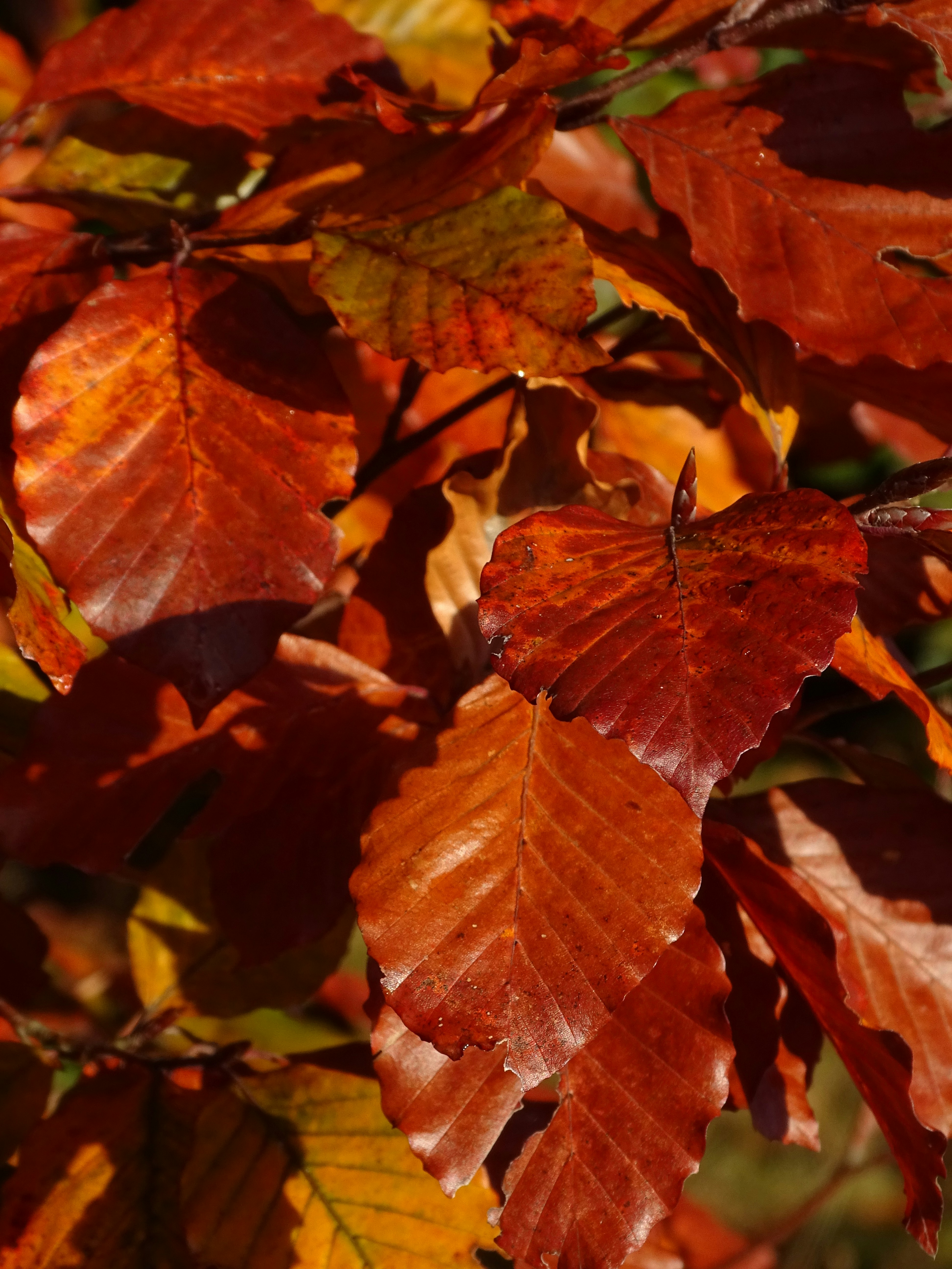 un primo piano di alcune foglie