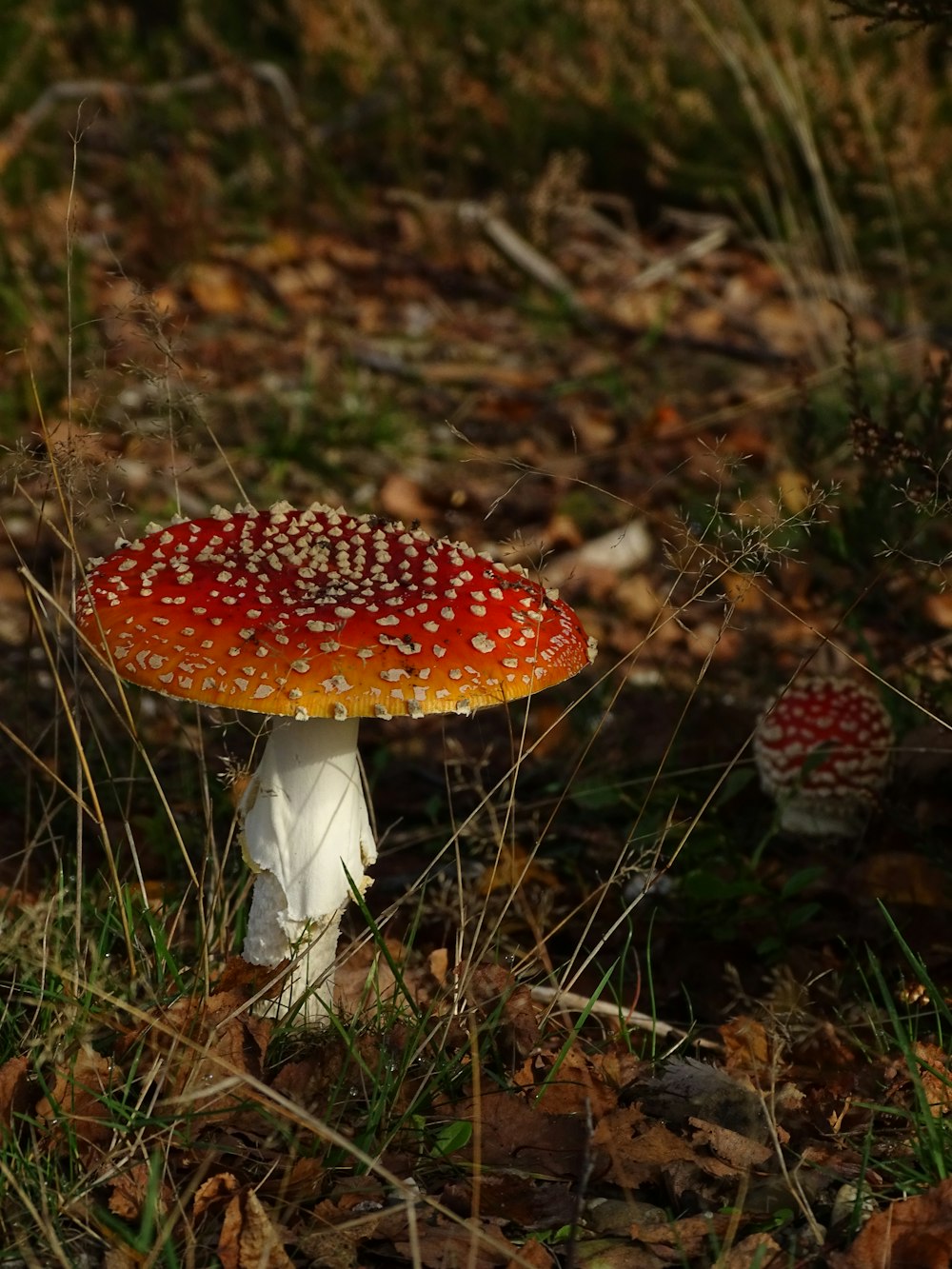 a red and white mushroom