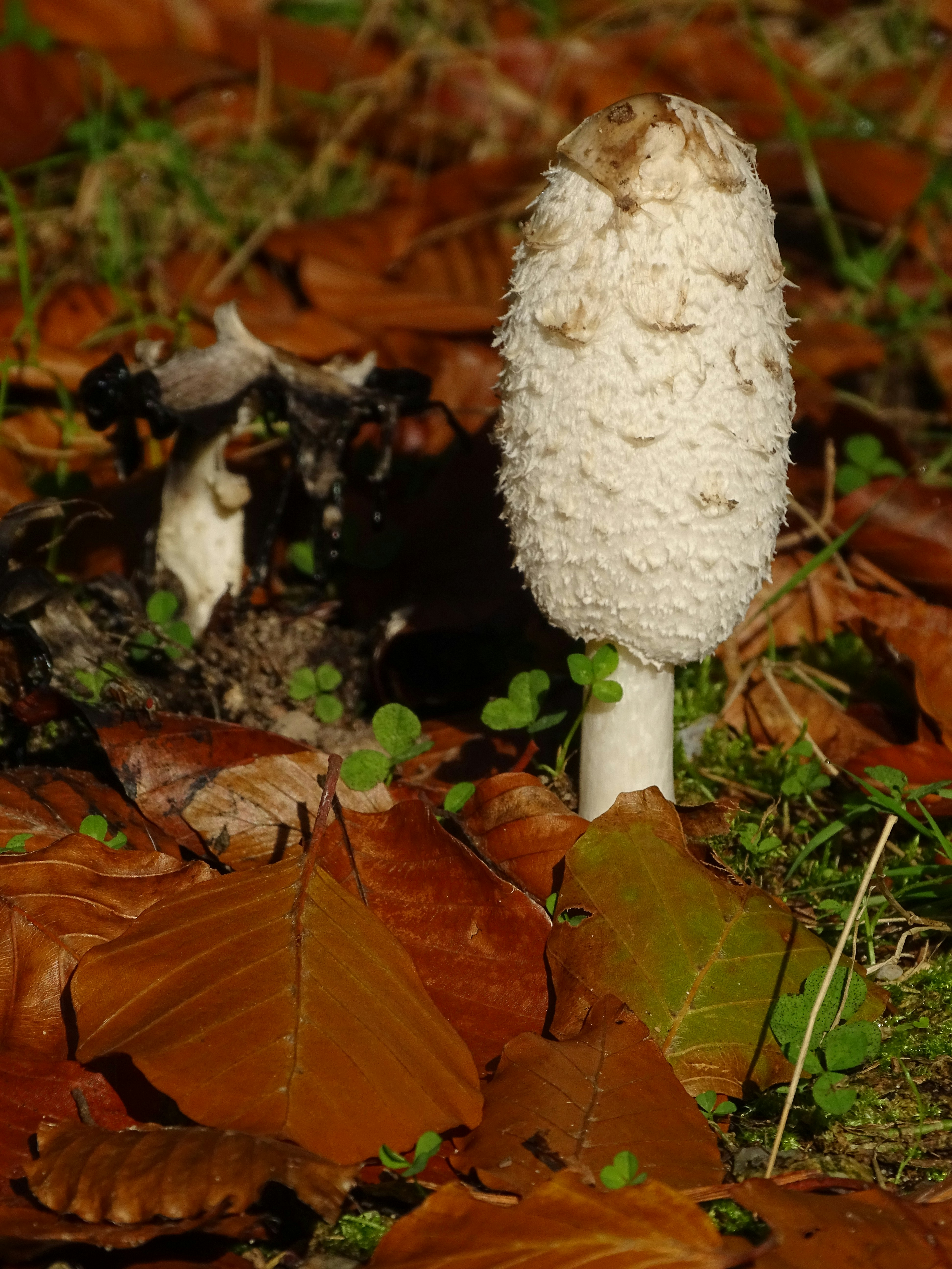 ein Pilz, der im Boden wächst