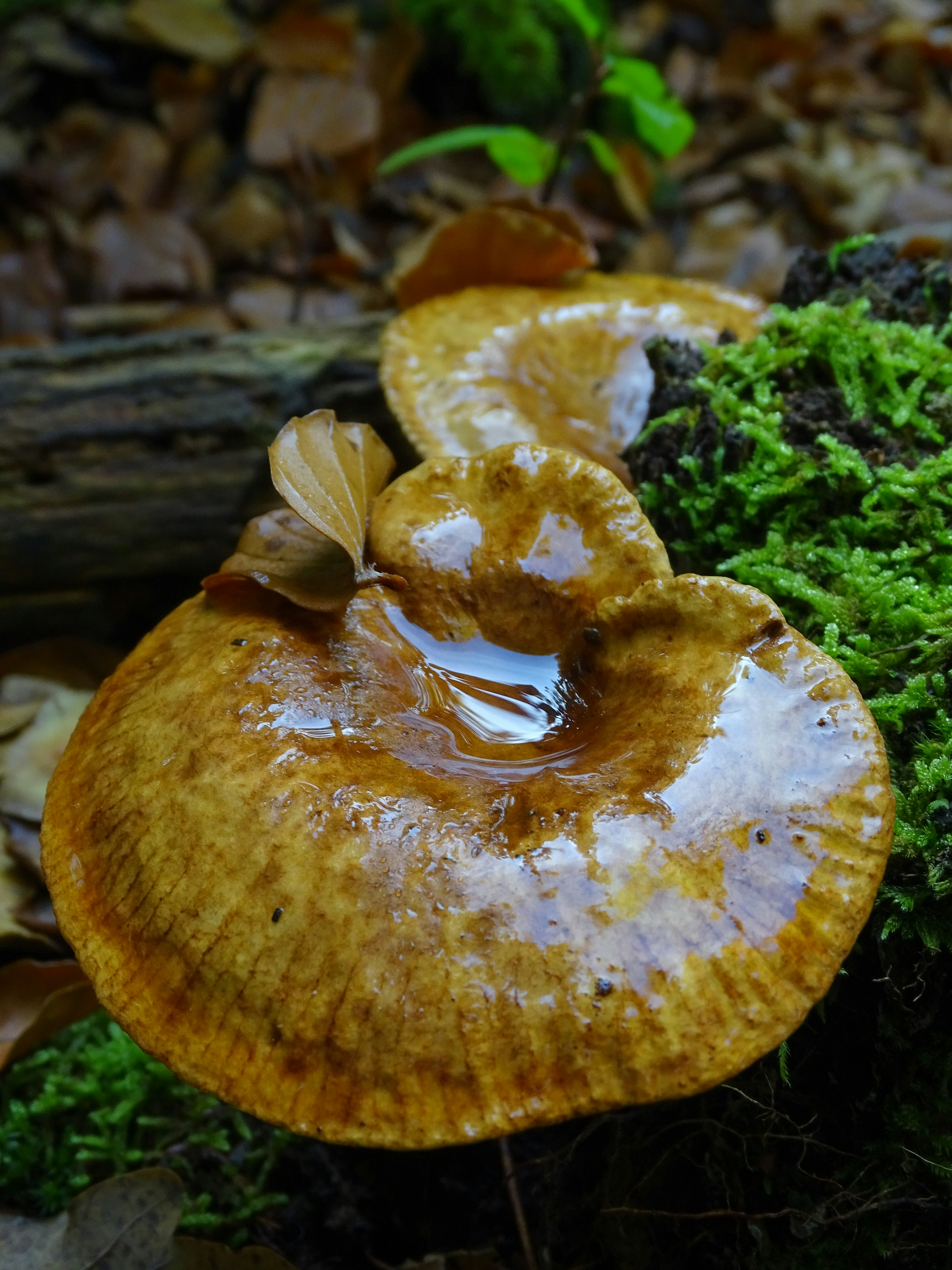 Ein Pilz mit einem Loch darin