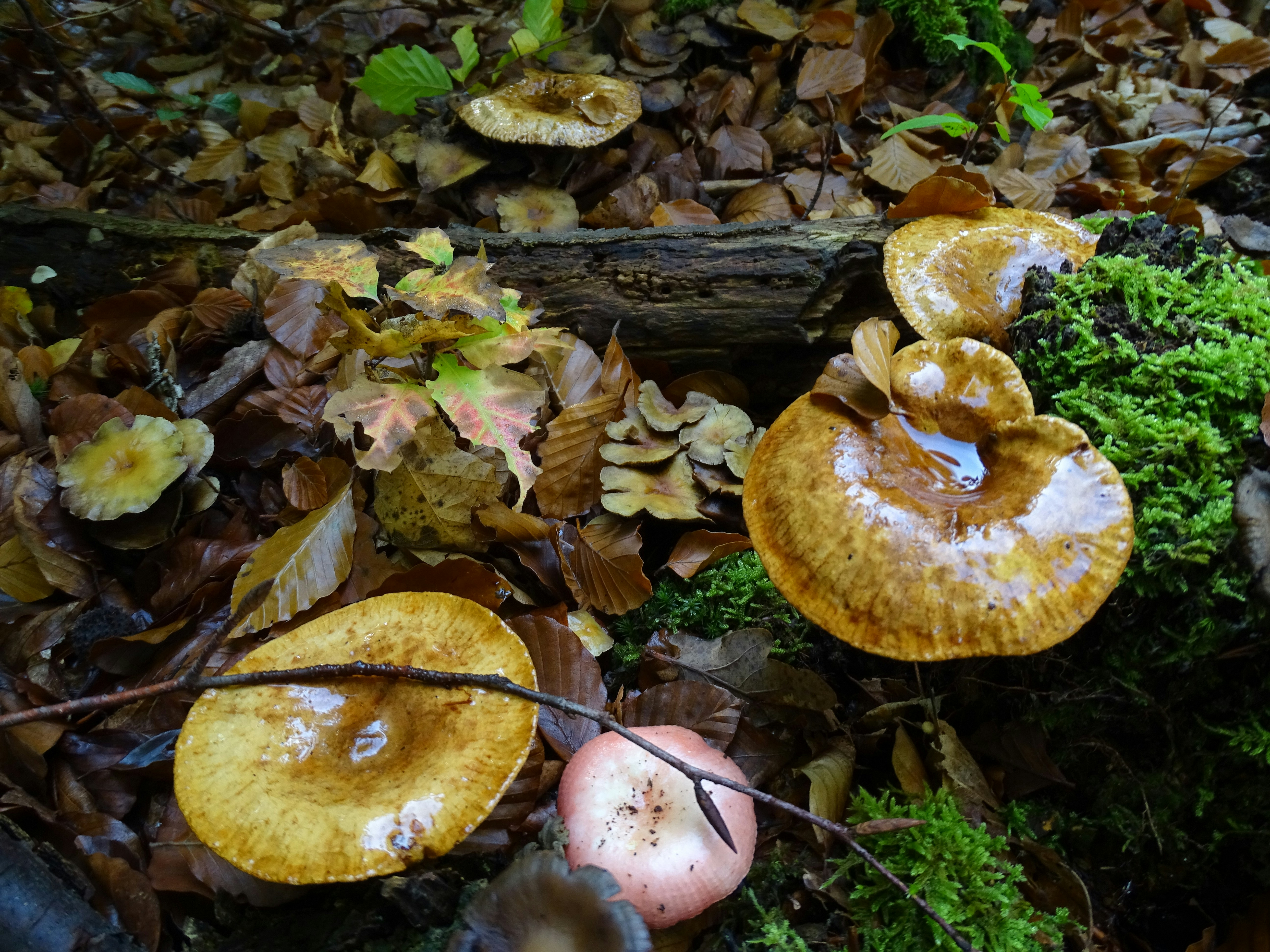 Small mushrooms growing in grass in a yard setting
