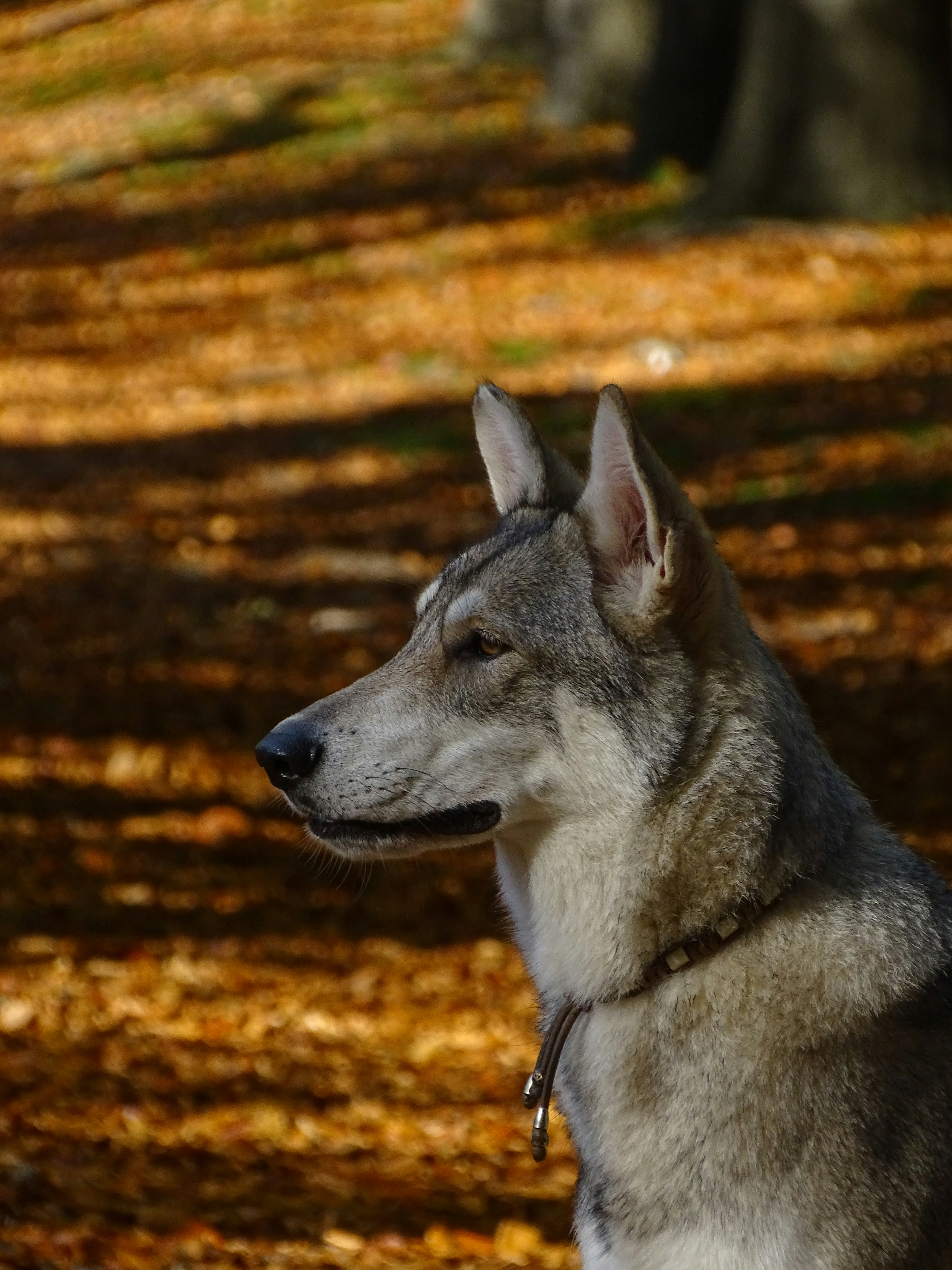 Comparison of wolf and various dog breeds