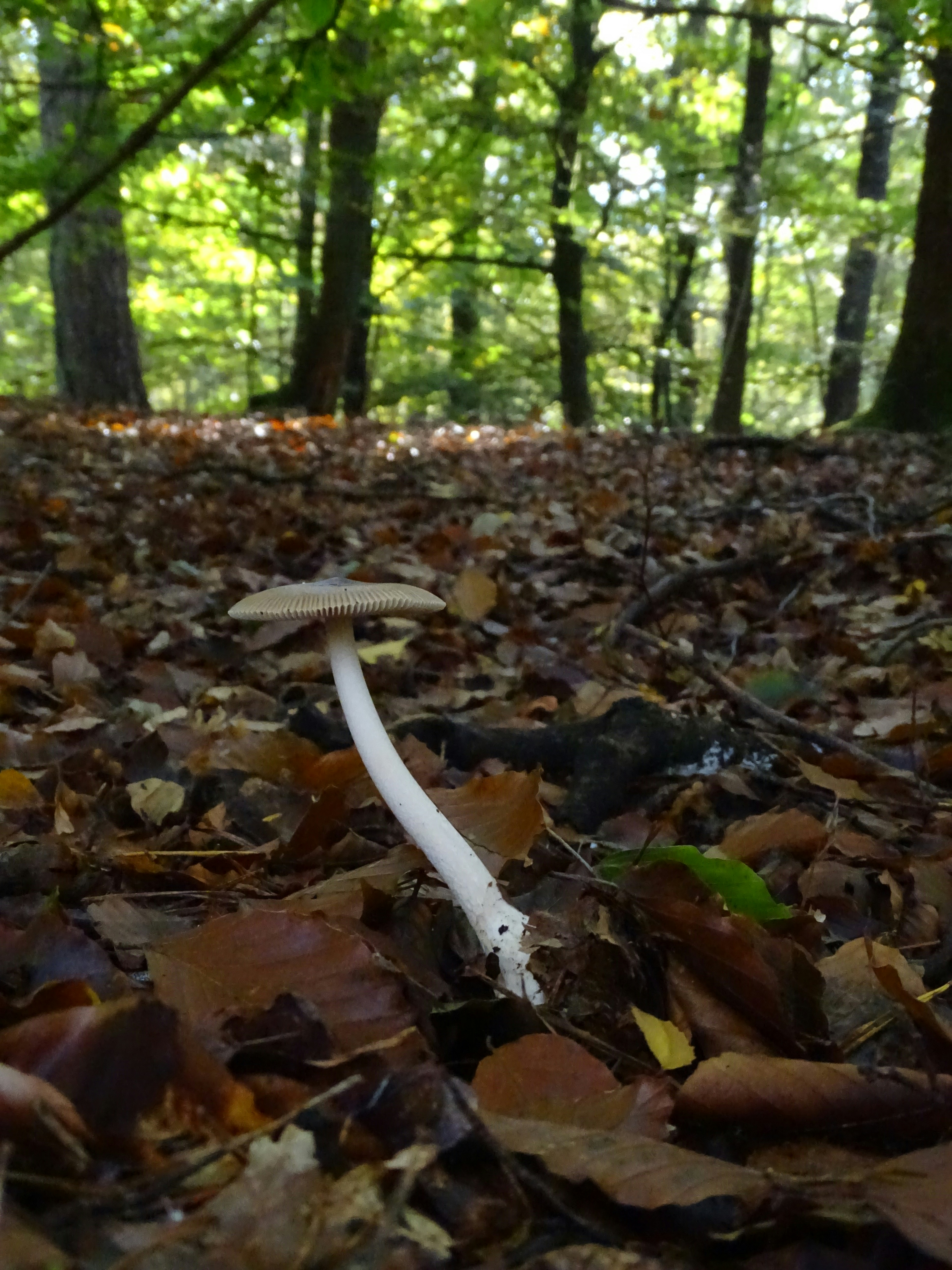 forest mushroom wallpaper, wallpaper, Identifying Poisonous Fungi: A Guide to Forest Safety 5