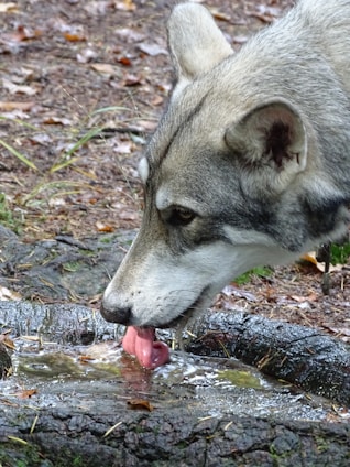 a dog licking a log