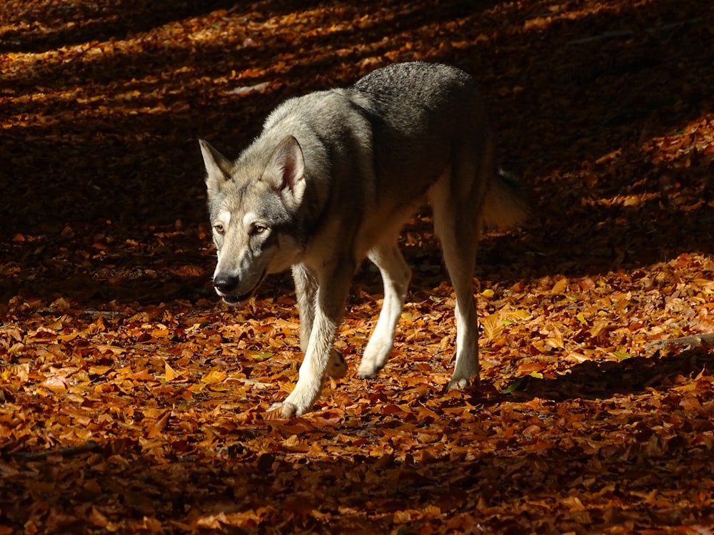 a dog standing in a pile of leaves