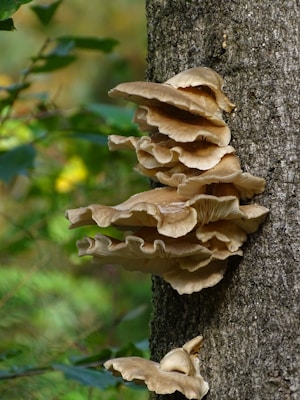 Clusters of oyster mushrooms growing on the trunk of a tree in a forest setting. The mushrooms have broad, beige caps with gills underneath, and they are attached directly to the tree bark. The background is out of focus, showing green foliage and subtle hints of other colors.