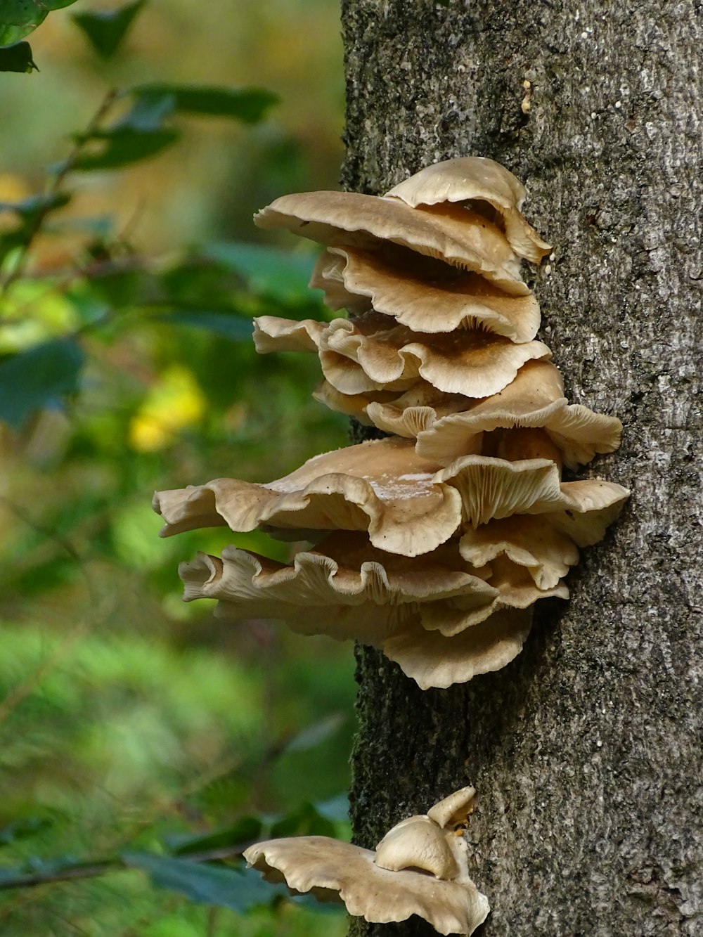 a close up of mushrooms growing on a tree