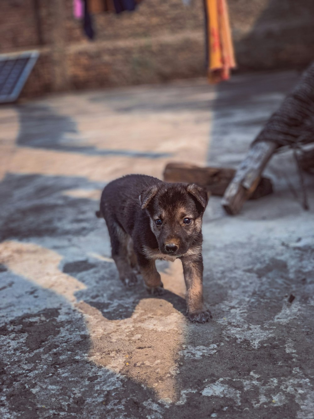 a small dog walking on a sidewalk