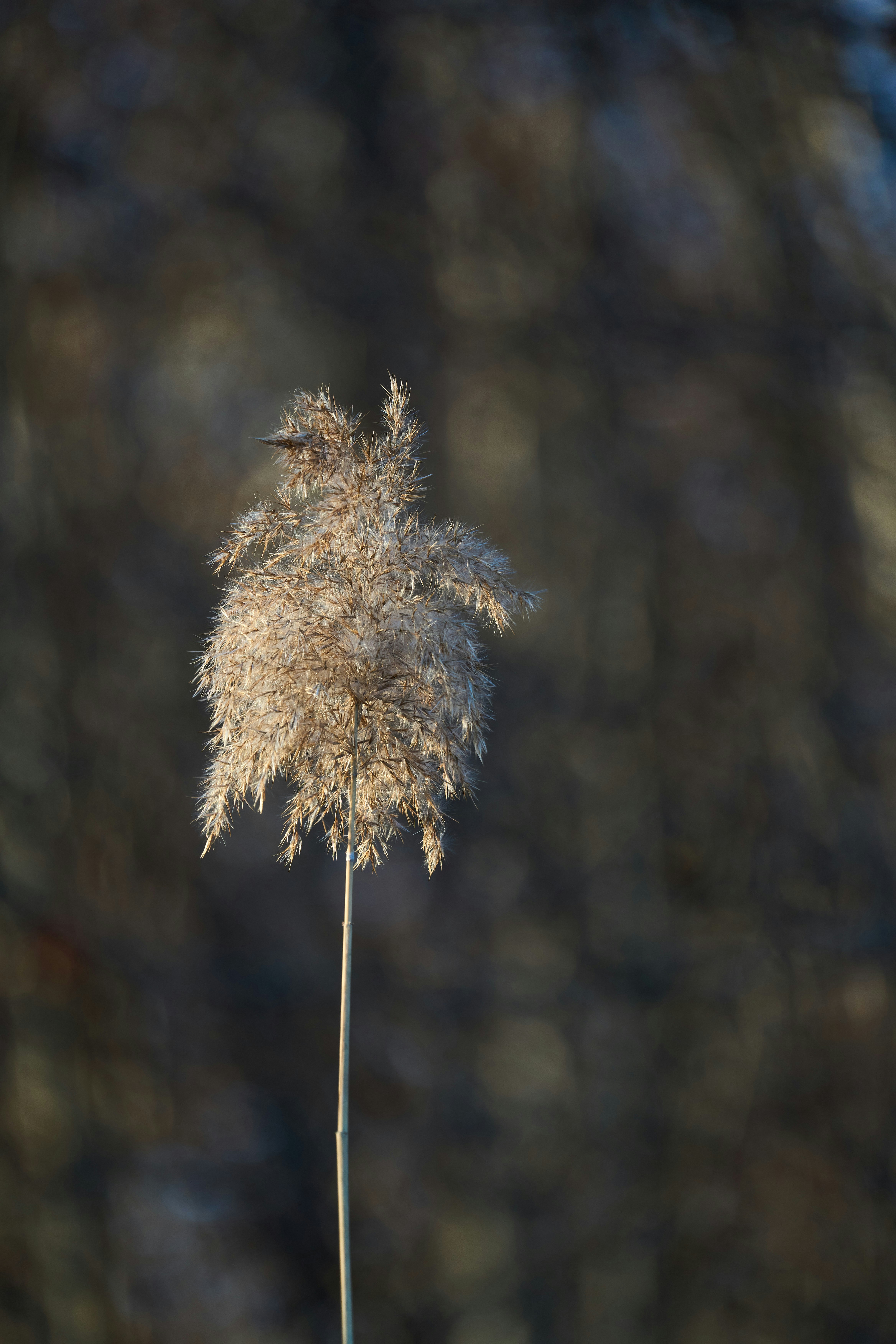 Photo by wolfgang_hasselmann