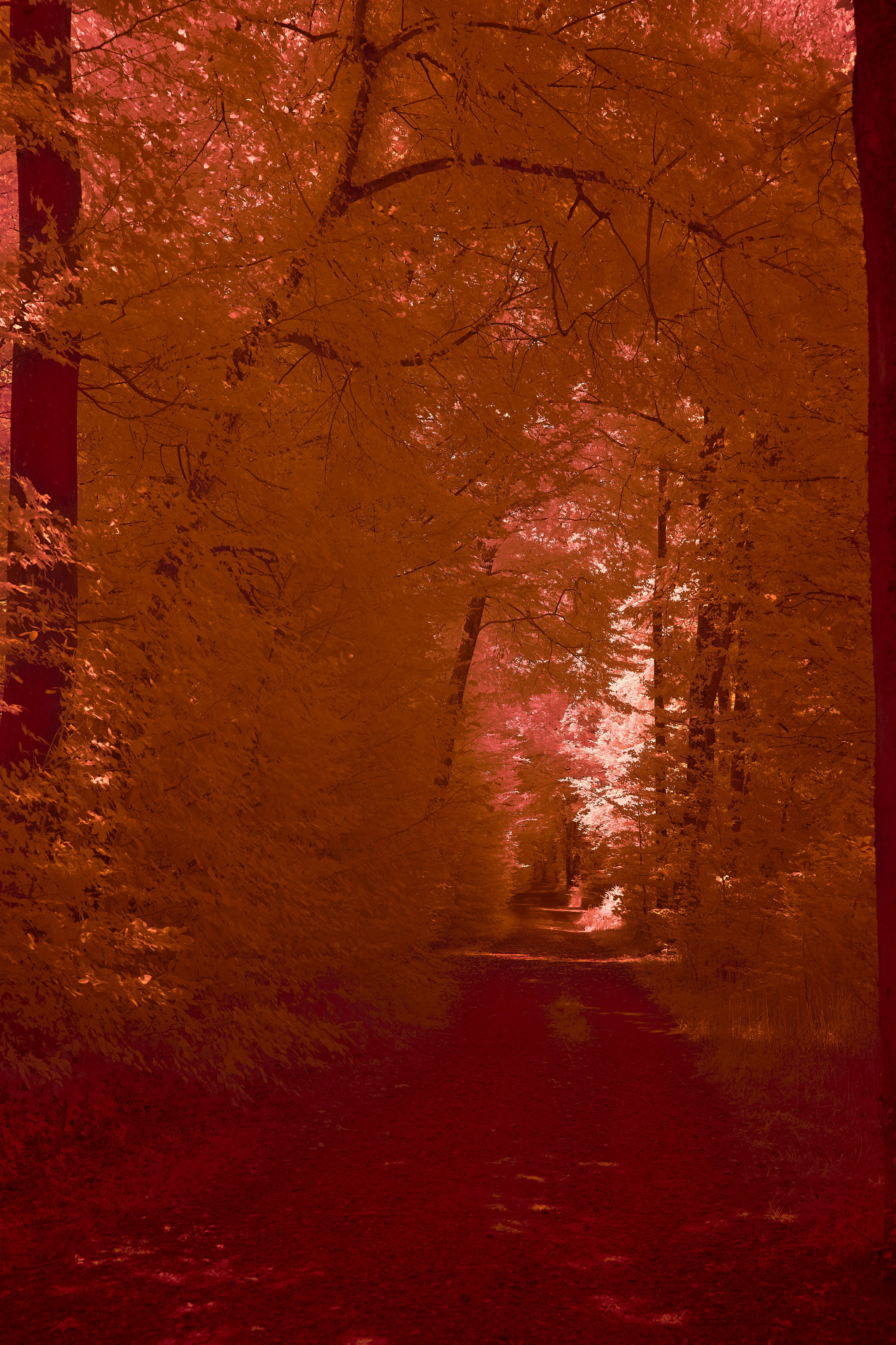 Photo by wolfgang_hasselmann