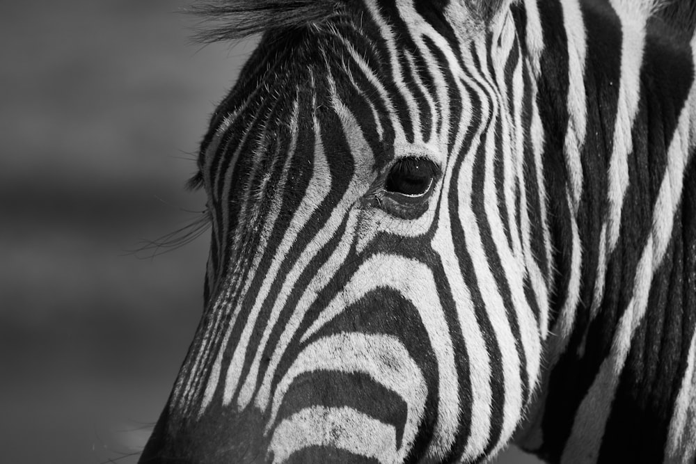 a zebra looking at the camera