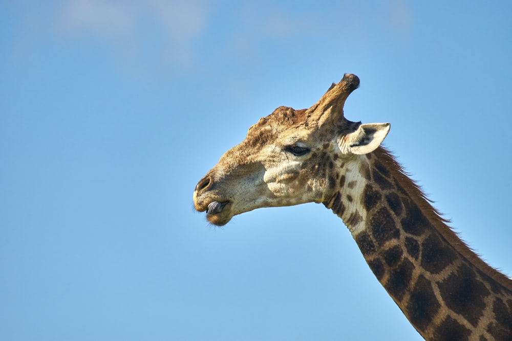 a giraffe with its head tilted to the side