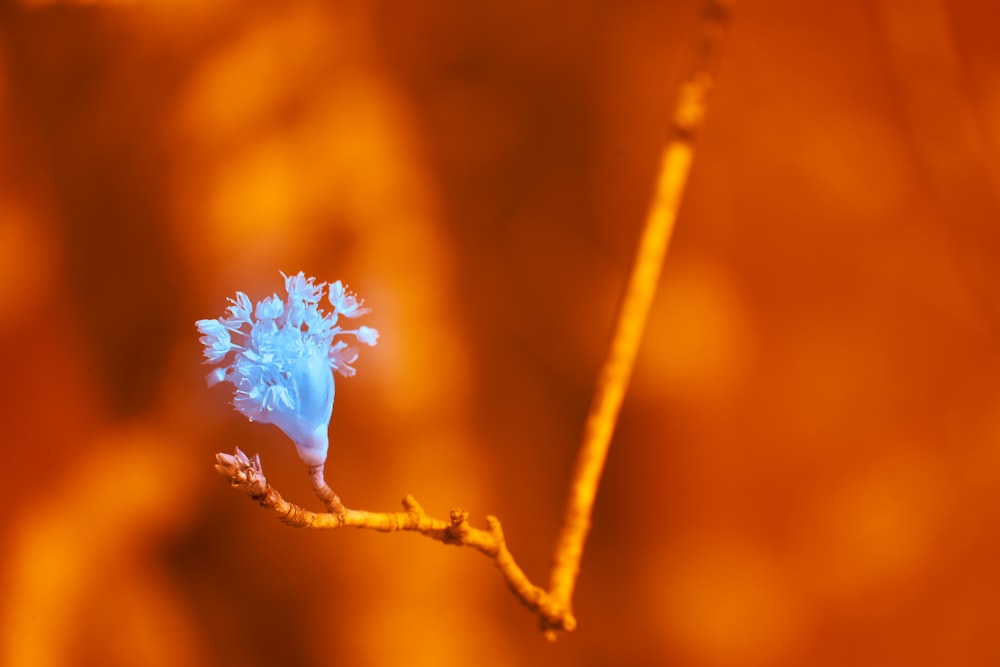 a close up of a flower