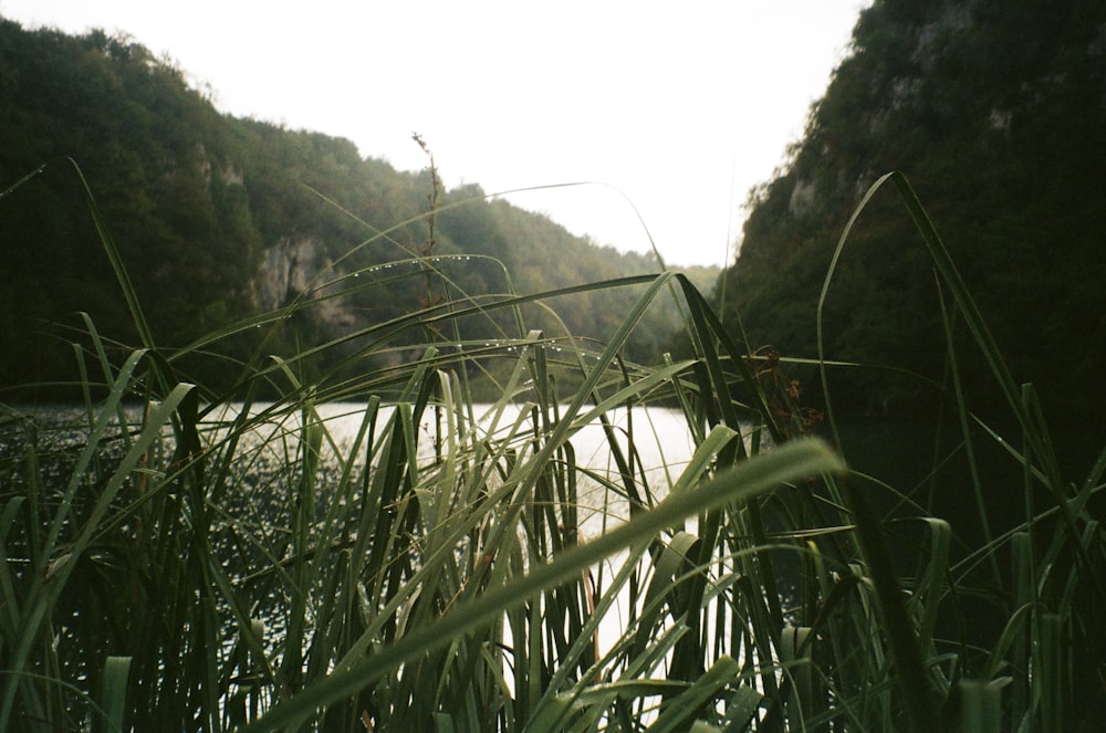 a river flowing through a forest