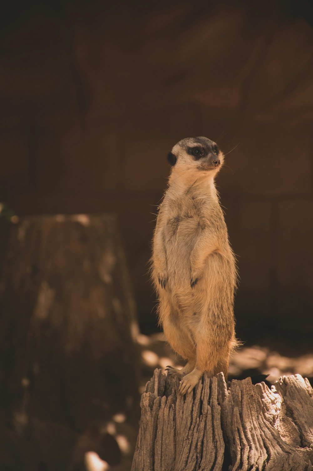 a small animal standing on a log